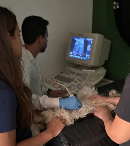 Equipe da Clínica Bixo's realizando um exame de ultrassom em um pet
